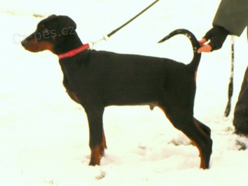 Dobrman - �t�n�