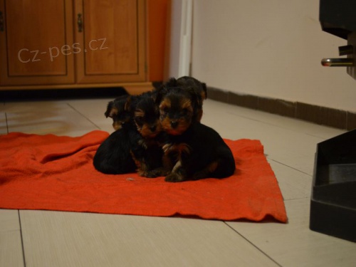 Jork��rsk� teri�r mini