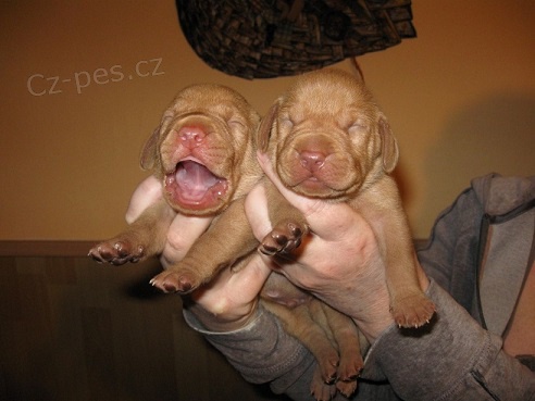 Ma�arsk� oha� kr�tkosrst� s PP-psi k rezervaci