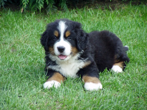 Bernsk� sala�nick� pes - �t��atka