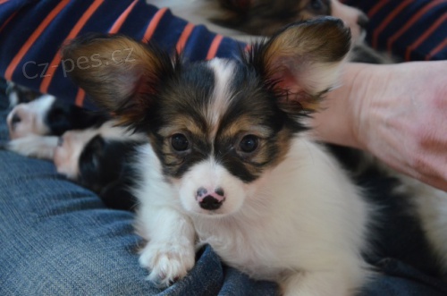 Papillon - �t���tka