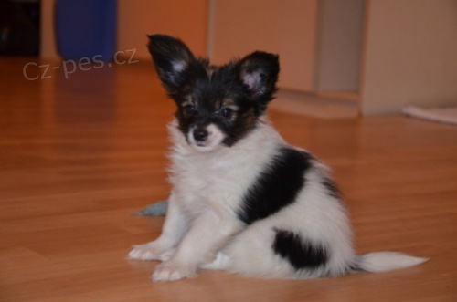 papillon - �t���tko - kluk