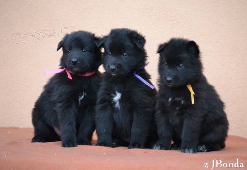 �t���tka belgick�ho ov��ka