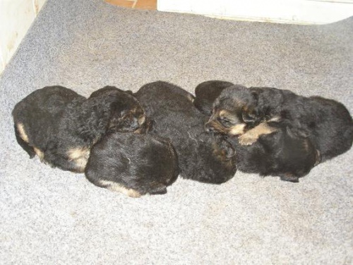 Zad�m �t��ata NO s PP