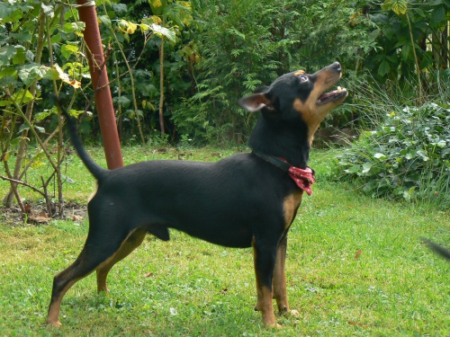 Pra�sk� krysa��k ke kryt�