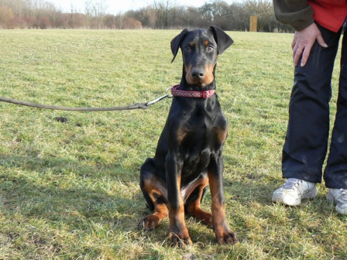 Dobrman - �t�n�