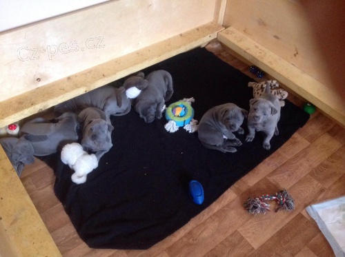 Modr� �t���tka thajsk�ho rigebacka s PP