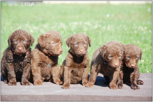 Chesapeake bay retr�vr - Americk� retr�vr