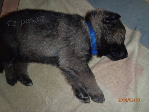 N�meck� ov��k