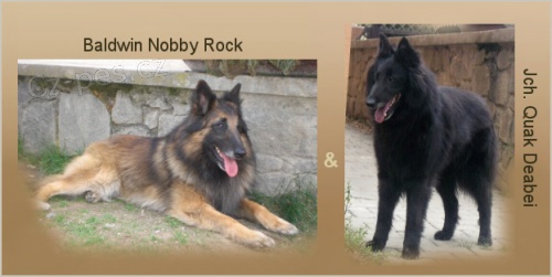 Belgick� ov��k