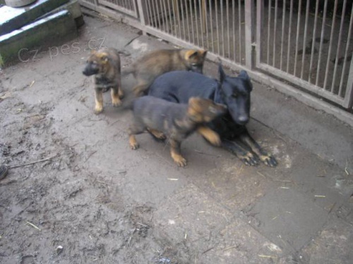 Prod�m �t��ata NO