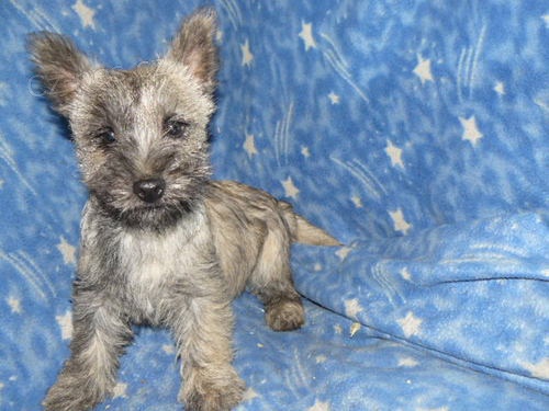 Kern terri�r s pp,n�dhern� fenka