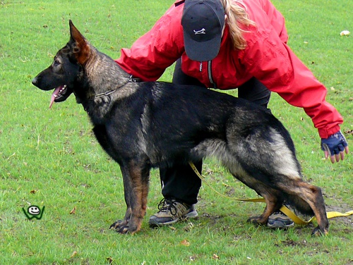 N�meck� ov��k - �t��ata