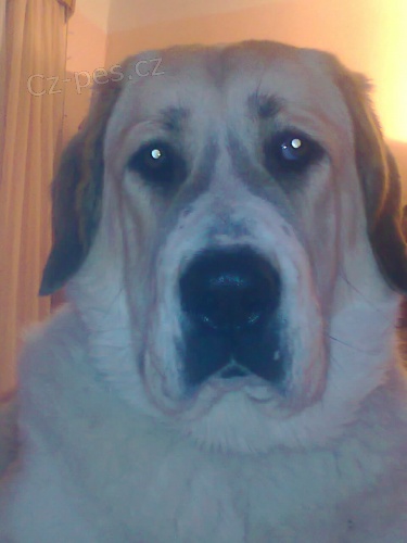 ke kryt� sh�n�m SAO