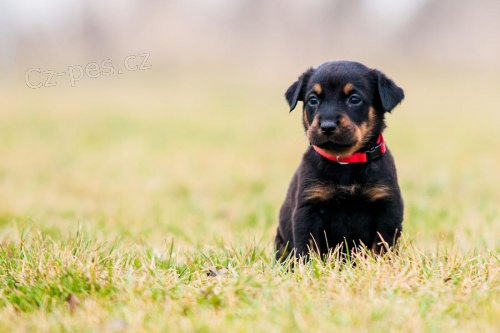 Beauceron �t���tka s PP ze zahrani�n�ho kryt�