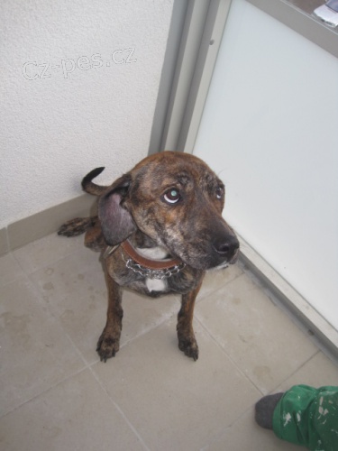 Daruji fenku k��ence Brazilsk� fila - Staford