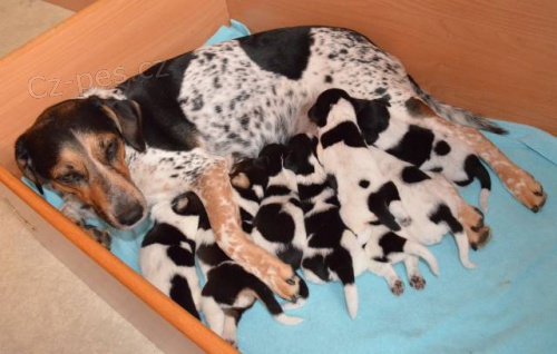 �esk� strakat� pes - �t��ata, odb�r ihned, Praha