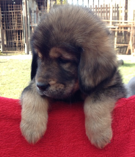 Tibetsk� doga - �t���tka s PP