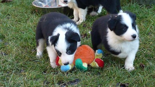 Border kolie vrh 12 �t��at s PP