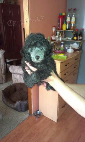 Prod�m �t��ata trasli��ho pudla