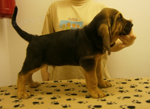 Prod�m �t��ata s PP