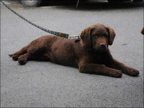 Chesapeake bay retr�vr - �okol�dov� fenka