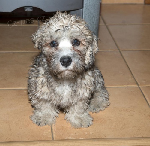 Dandie Dinmont terier- Dand�k