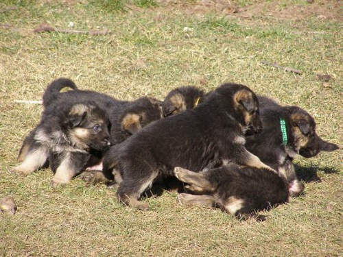 Prod�m �t��ata NO s PP