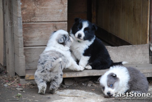 Border kolie - modrob�l� pejsek