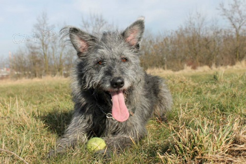 K��enka Ka�enka hled� domov