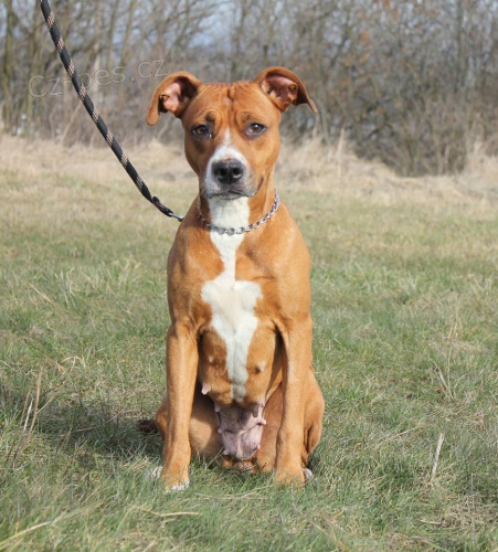 Pitbulka Emilka hled� domov