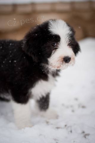 Bearded Collie