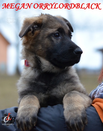 N�meck� ov��k