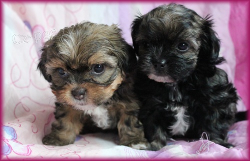 Rusk� barevn� bolonka - �t���tka