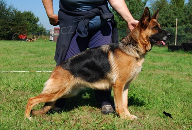 N�meck� ov��k - �t��ata s PP 