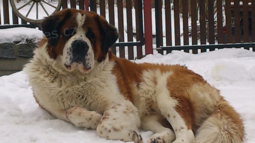 Kryti za �t�n�