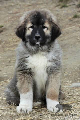 Kavkazsk� pasteveck� pes