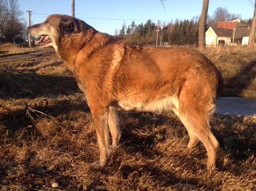 Nabiz�m zdarma ke kryt� BO Malinois