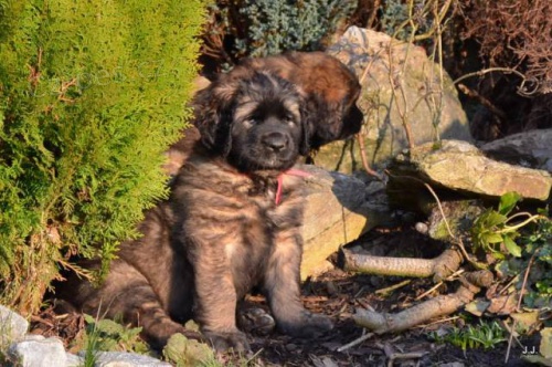 Leonberger �t���tka