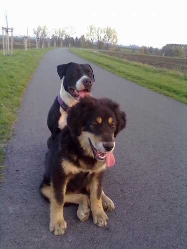 Prod�m �t�n� Tibetsk� dogy