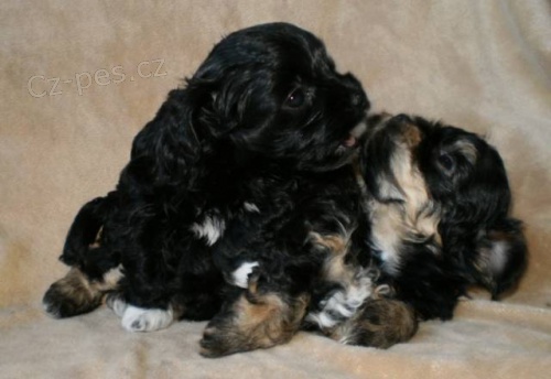 Rusk� barevn� bolonka - �t���tka