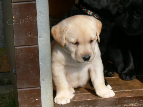 Labrador retriever �t��ata ze zahrani�n�ho kryt�