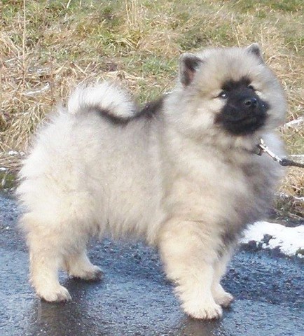 Keeshond / vl�� �pic prod�m �t��ata s PP