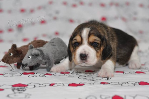 �t���tka b�gla, dva pejsci s PP