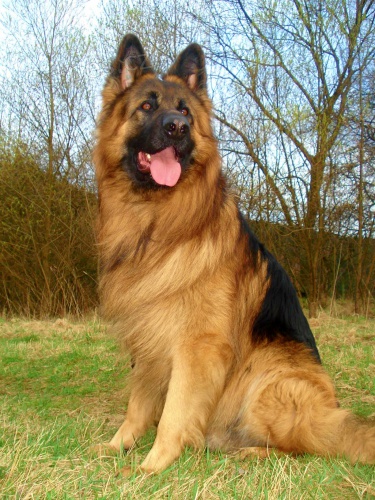 nab�dka kryt� NO dlouh� srst