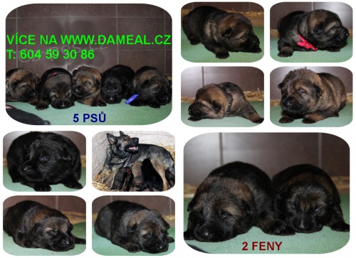 N�meck� ov��k s PP