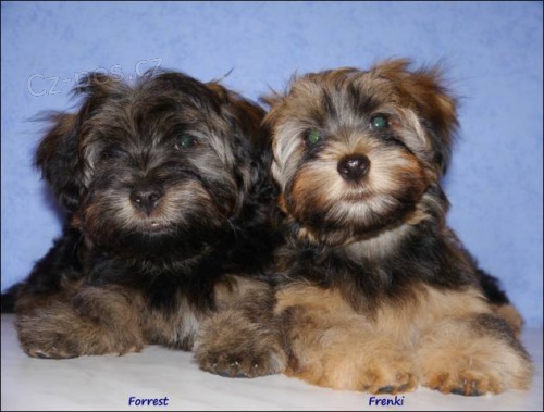 BI�ONEK HAVANSK� - Havansk� ps�k s rodokmenem.