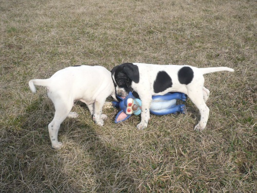 pointer �t��ata