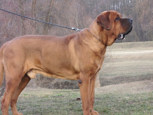 tTosa Inu - z�znamy na �t��ata s PP