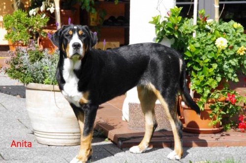 �t��ata Velk�ho �v�carsk�ho sala�nick�ho psa s PP